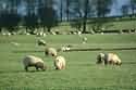 Sheep breeding